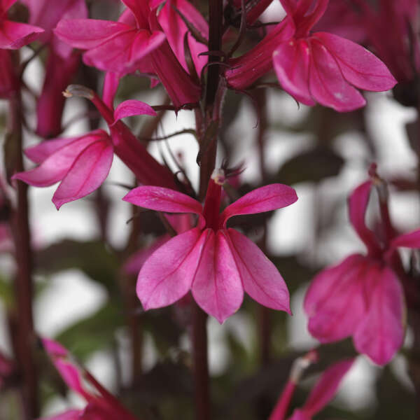 Lobelia (Cardinal Flower), Starship Deep Rose