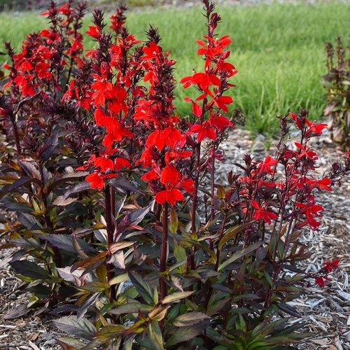 Lobelia (Cardinal Flower), Starship Scarlet Bronze