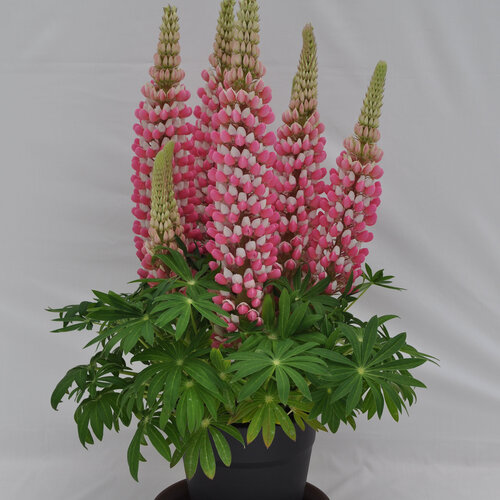 Lupinus (Lupine), Staircase Rose/White