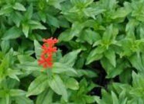 Lychnis (Maltese Cross), Chalcedonica