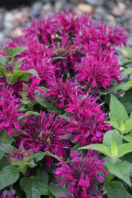 Monarda (Bee Balm), Balmy Purple