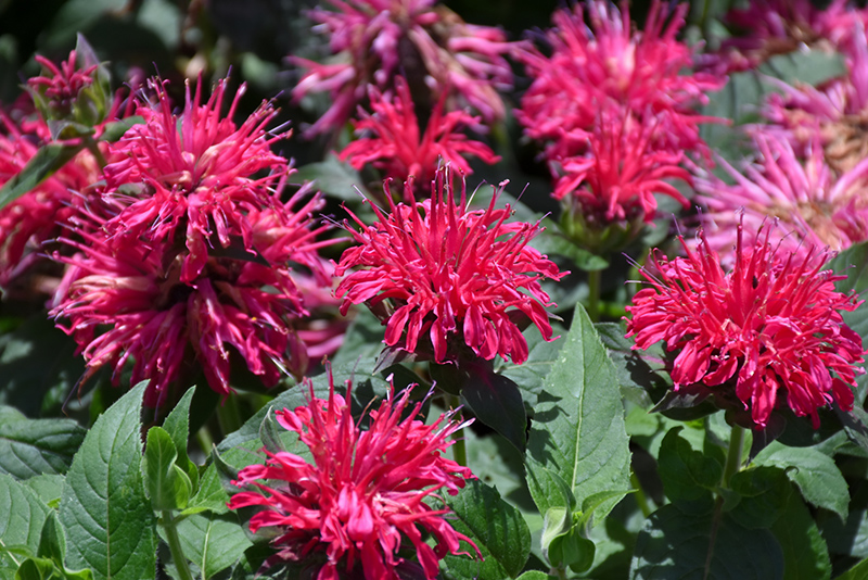 Monarda (Bee Balm), Balmy Rose