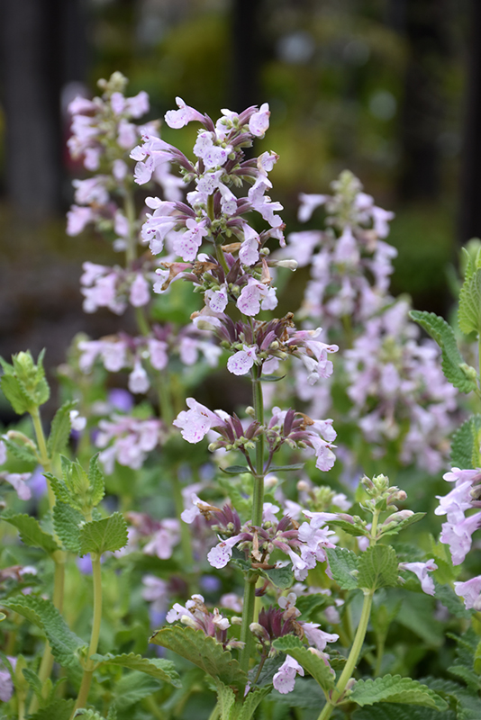 Nepeta (Catmint), Whispurr Pink