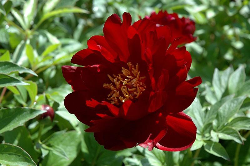 Paeonia (Peony), Buckeye Belle