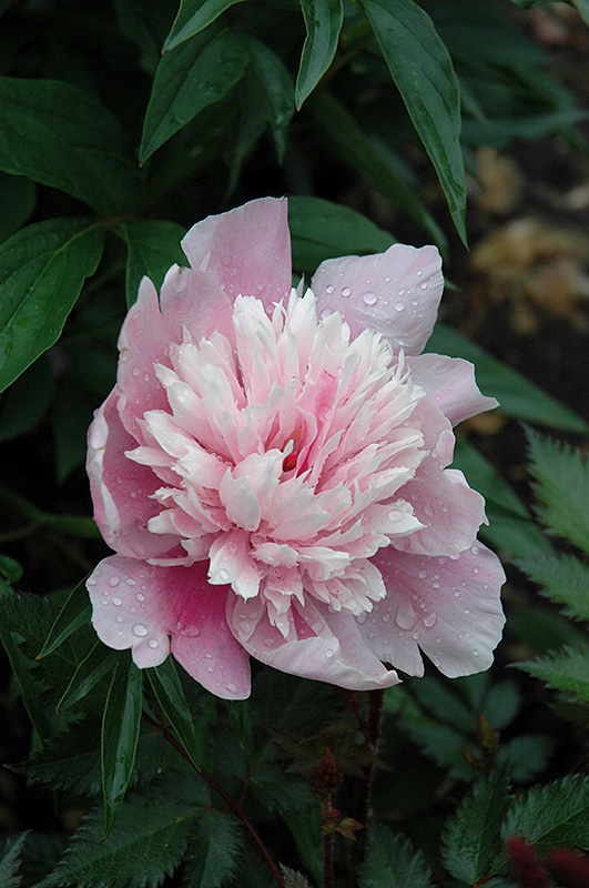 Paeonia (Peony), Raspberry Sundae