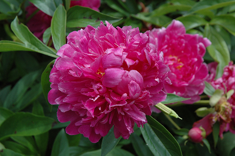 Paeonia (Peony), Victoire de la Marne'