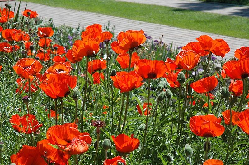 Papaver (Poppy), Brillant