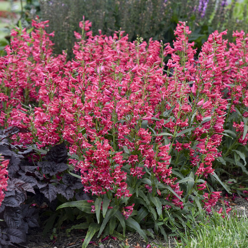 Penstemon (Beard Tongue), Rose Rhinestones