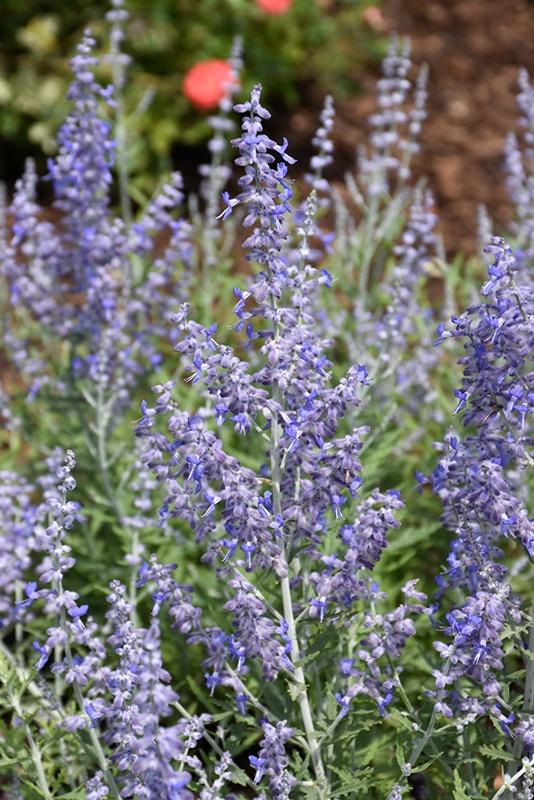 Perovskia (Russian Sage), Lacey Blue