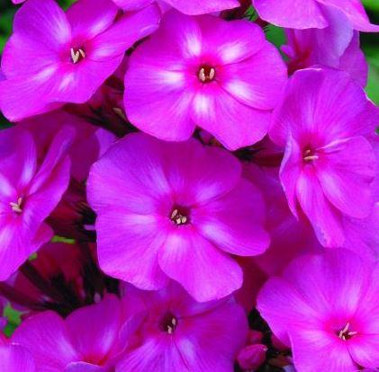 Phlox Candy Shop Series, Bubblegum