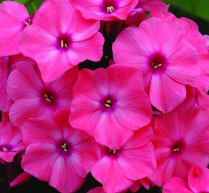 Phlox Candy Shop Series, Coral Cream Drop