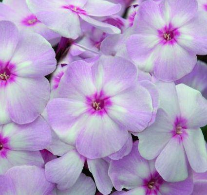 Phlox Candy Shop Series, Cotton Candy