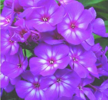 Phlox Candy Shop Series, Grape Lollipop