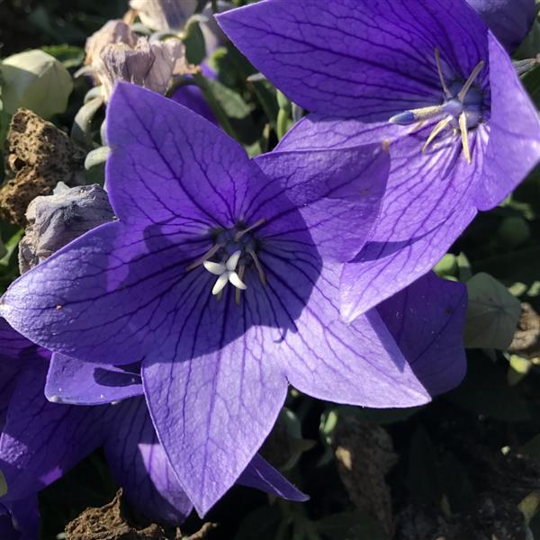 Platycodon (Balloon Flower), Twinkle Blue