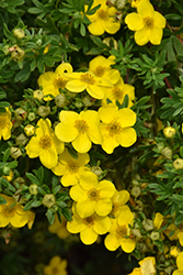 Potentilla, Happy Face Yellow