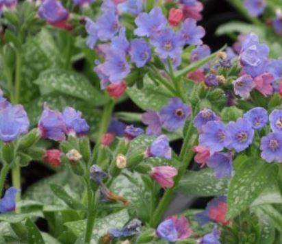 Pulmonaria (Lungwort), Dark Vader