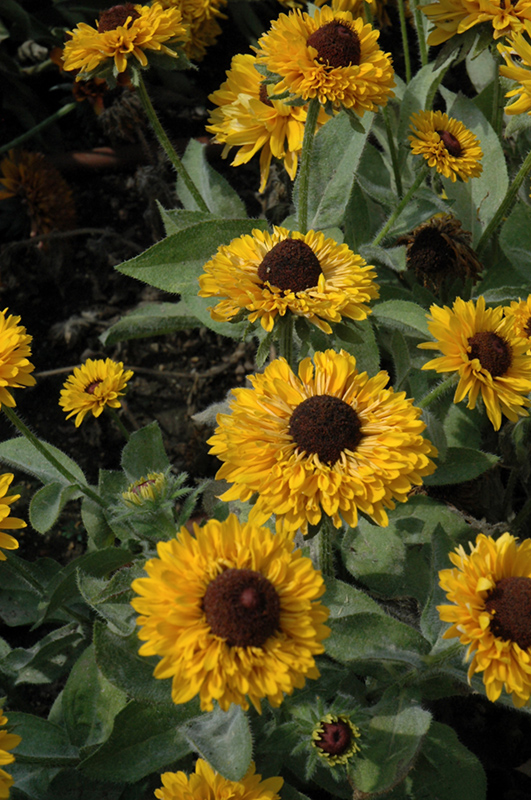 Rudbeckia, Maya