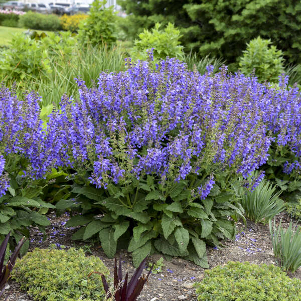 Salvia, Big Sky