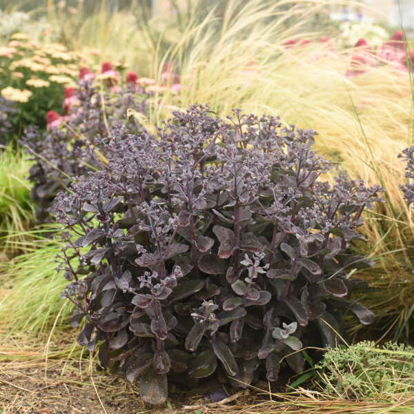 Sedum, Back In Black