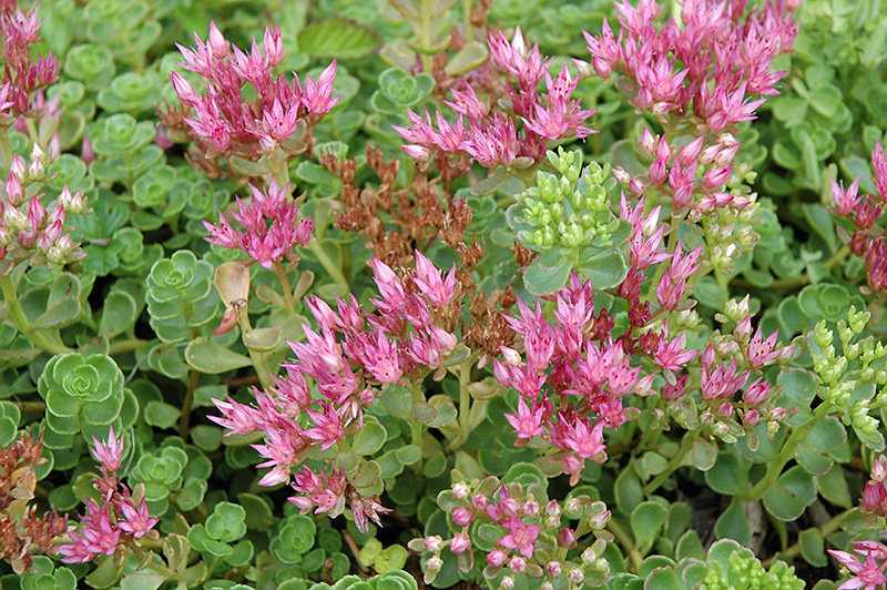 Sedum, John Creech