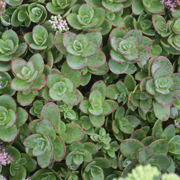 Sedum, Lime Zinger