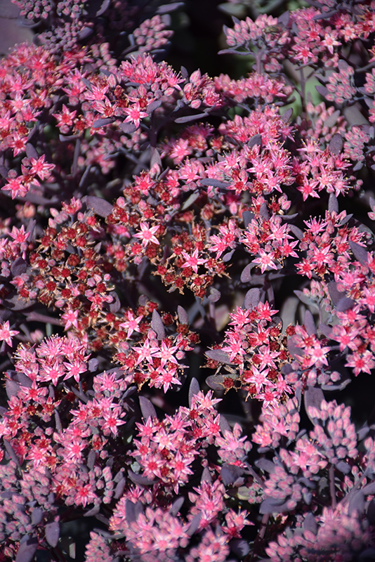 Sedum, Plum Dazzled