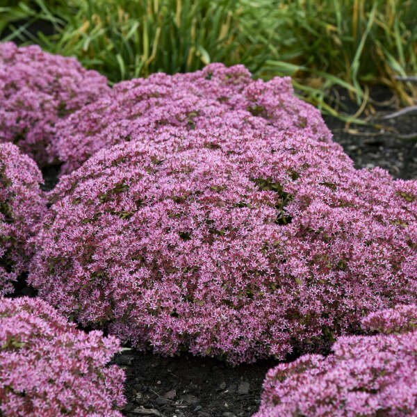 Sedum, Pride & Joy