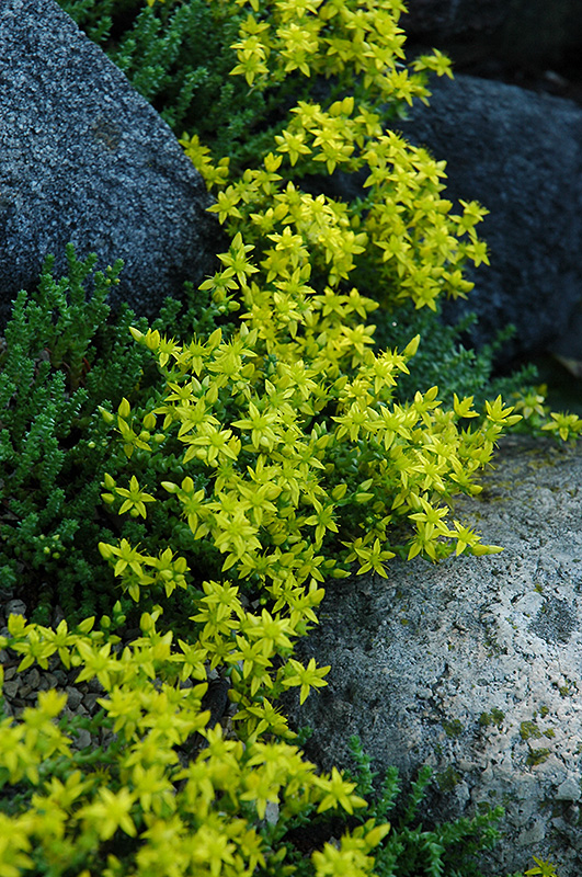 Sedum, Sexangular