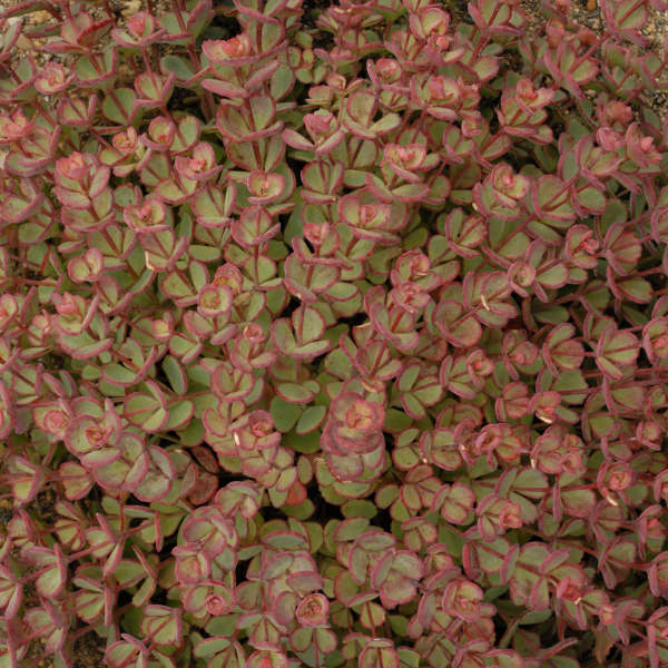 Sedum, Sieboldii