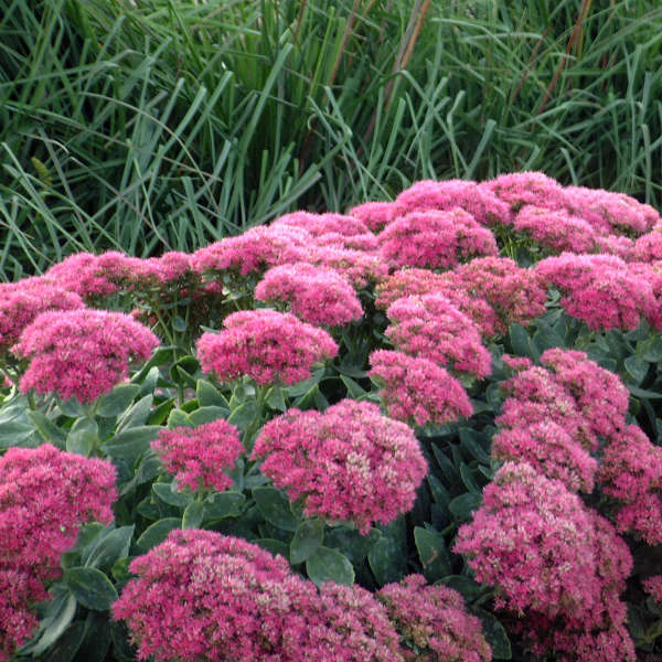 Sedum, Neon