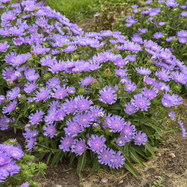 Stokesia, Riptide