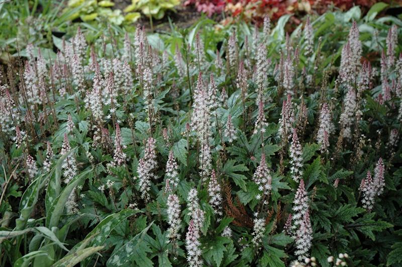 Tiarella, Pink Skyrocket