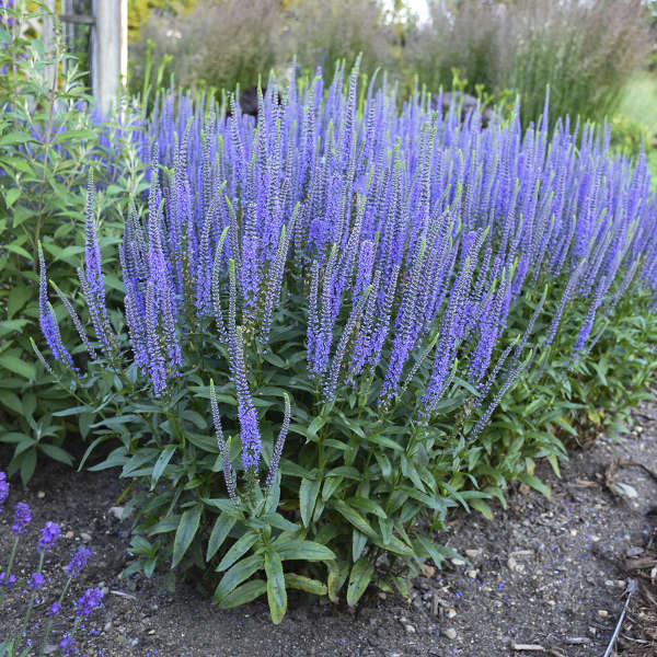 Veronica (Speedwell), Blue Skywalker