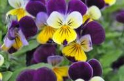 Viola, Tricolor