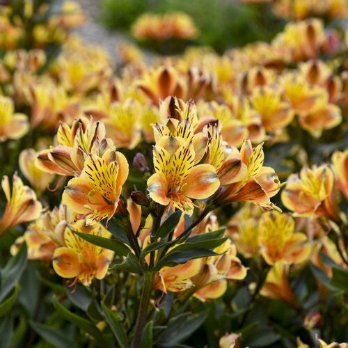 Alstroemeria, Summer Breeze