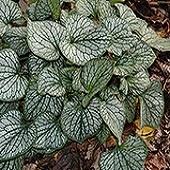 Brunnera, Jack Frost