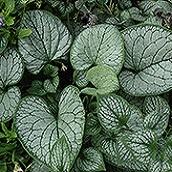 Brunnera, Sea Heart