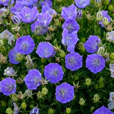 Campanula (Bell Flower), Rapido Blue