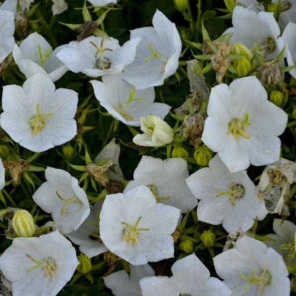 Campanula (Bell Flower), Rapido White