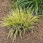 Carex, Everoro