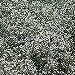 Cerastium (Snow In Summer), Tomentosum