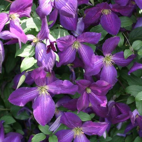 Clematis, Happy Jack