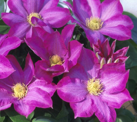 Clematis, Pink Champagne
