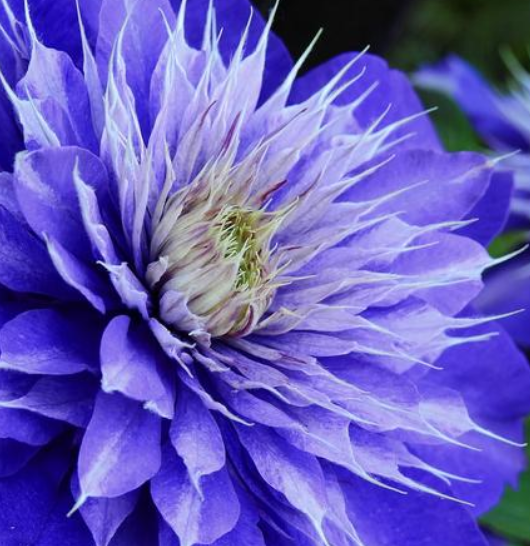 Clematis, Double Blue Multi