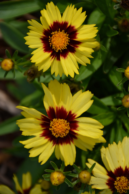 Coreopsis (Tick Seed), Uptick Yellow & Red