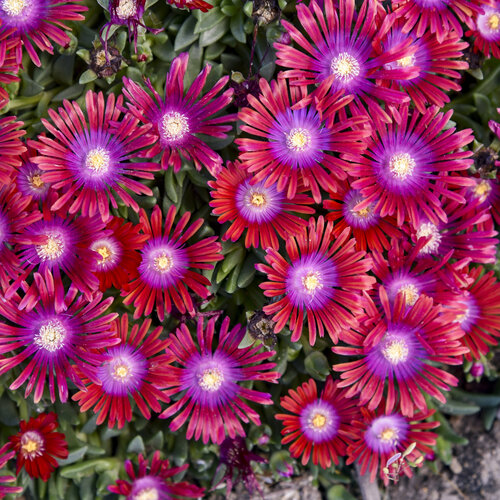 Delosperma (Ice Plant), Razzle Dazzle