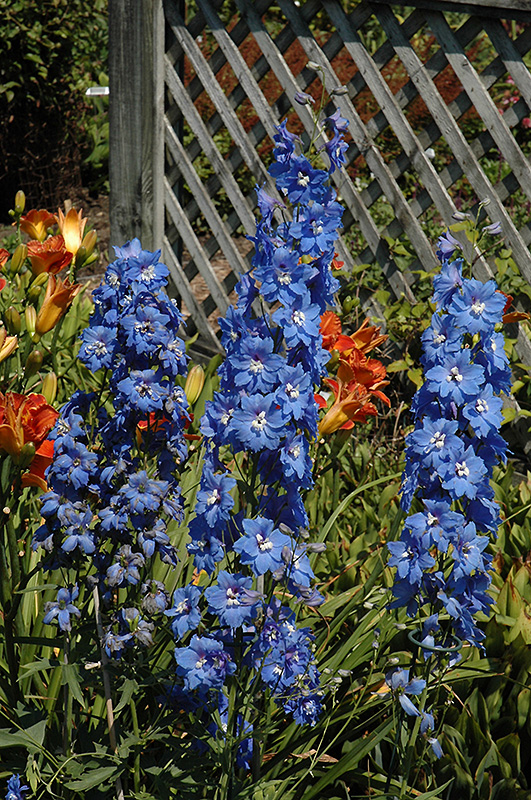 Delphinium, Cobalt Dreams