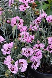 Dianthus (Pinks), Fizzy