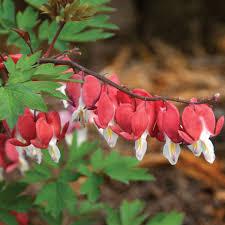 Dicentra (Bleeding Heart), Valentine