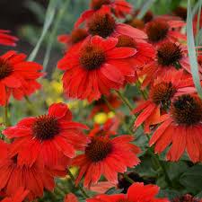 Echinacea (Coneflower), Sombrero Salsa Red